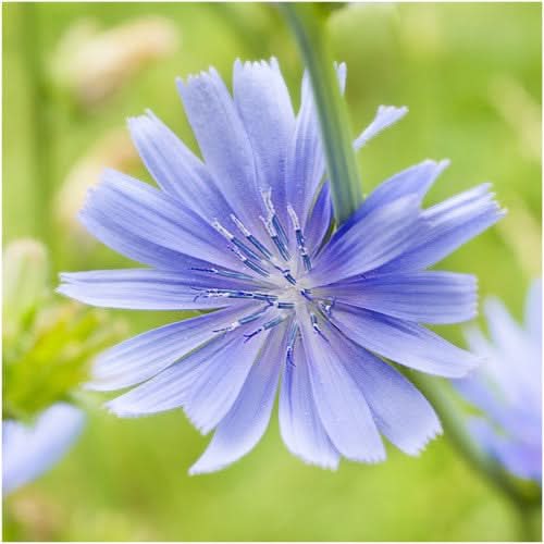 chicory flower seeds Chicory Seeds For Planting (Cichorium intybus) Seed Needs – Seed Needs LLC