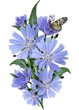 Chicory Seeds For Planting / Italian Dandelion (Cichorium intybus)