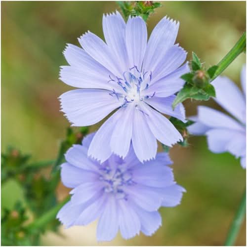 Chicory Seeds For Planting / Italian Dandelion (Cichorium intybus)