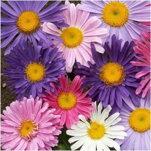 China Aster Seeds For Planting, Single Blend (Callistephus chinensis)