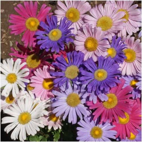 China Aster Seeds For Planting, Single Blend (Callistephus chinensis)