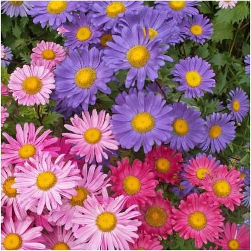 China Aster Seeds For Planting, Single Blend (Callistephus chinensis)