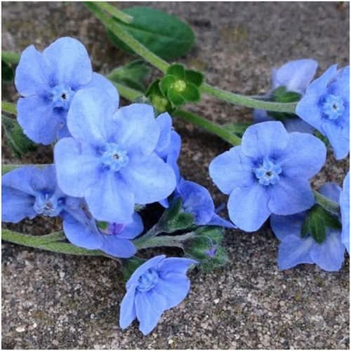 Sow Right Seeds - Forget-Me-Not Seed Packets to Plant (Cynoglossum amabile) - Full Instructions for Planting and Growing A