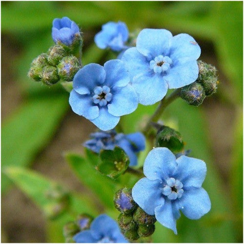 Chinese Forget Me Not Seeds, Cynoglossum Amabile - 1/4 lb + Bulk Sizes