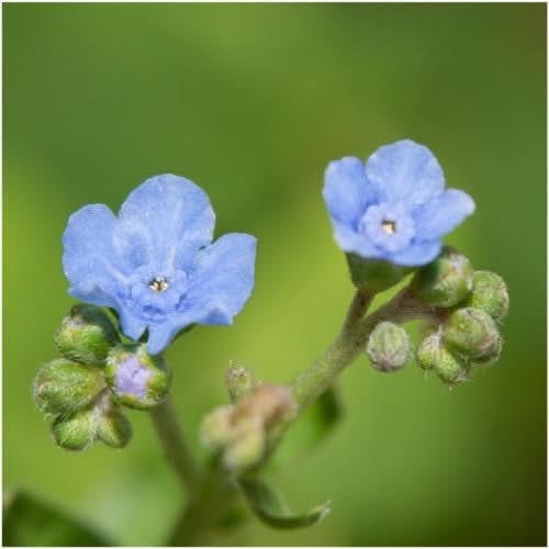 Chinese Forget-Me-Not Seeds For Planting (Cynoglossum amabile)
