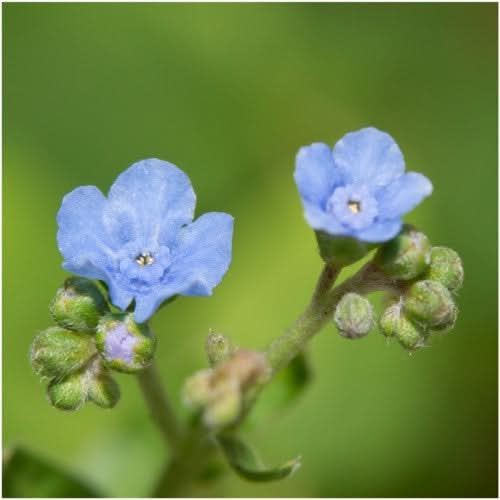 Seed Needs, Chinese Forget-Me-Not (Cynoglossum amabile) 1,500 Seeds