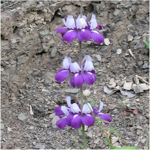 Chinese Houses Seeds For Planting (Collinsia heterophylla)