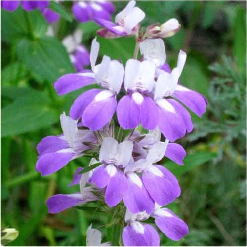 Chinese Houses Seeds For Planting (Collinsia heterophylla)