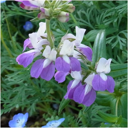 Chinese Houses Seeds For Planting (Collinsia heterophylla)