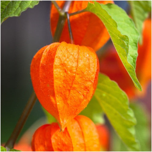Chinese Lantern Seeds For Planting (Physalis alkekengi)