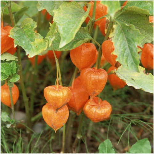 Chinese Lantern Seeds For Planting (Physalis alkekengi)