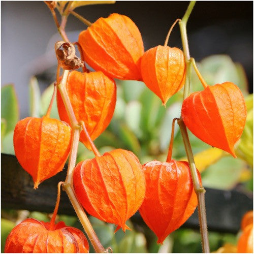 Chinese Lantern Seeds For Planting (Physalis alkekengi)