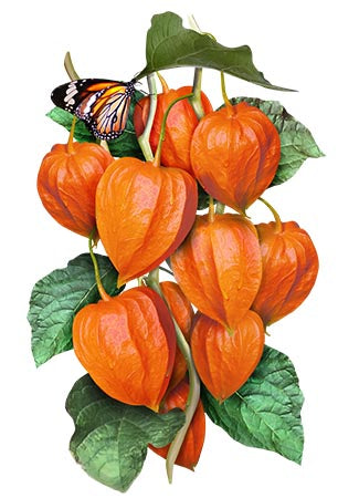 Chinese Lantern Seeds For Planting (Physalis alkekengi)
