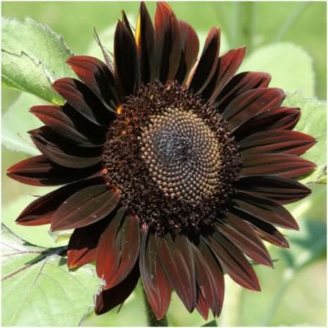 Chocolate Cherry Sunflower Seeds For Planting Helianthus annuus