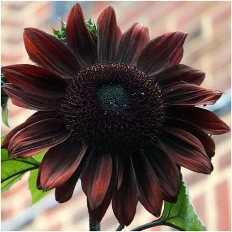 Chocolate Sunflower Seeds for planting