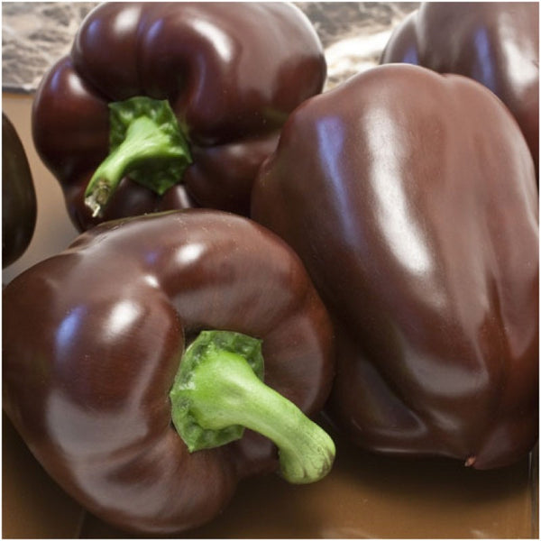 chocolate bell pepper seeds for planting