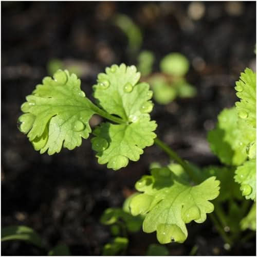 cilantro seeds for planting