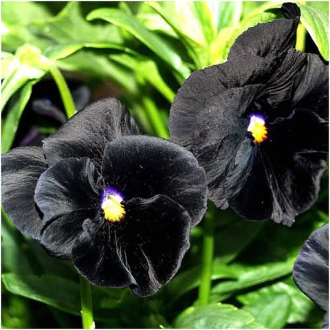 Black Pansy Seeds For Planting 