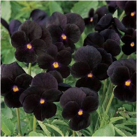 Black Pansy Seeds For Planting 