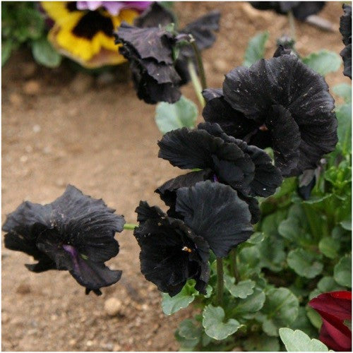 clear black crystals pansy seeds for planting