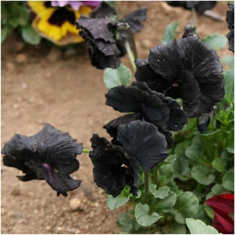 Black Pansy Seeds For Planting 