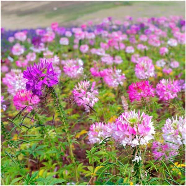 Cleome Seeds For Planting, Spider Mixture (Cleome hassleriana)
