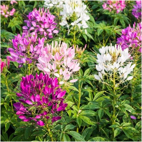 Cleome Seeds For Planting, Spider Mixture (Cleome hassleriana)