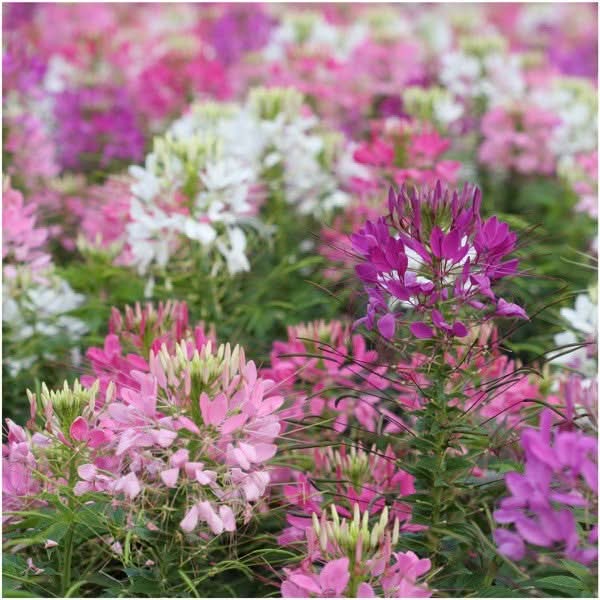 Cleome Seeds For Planting, Spider Mixture (Cleome hassleriana)