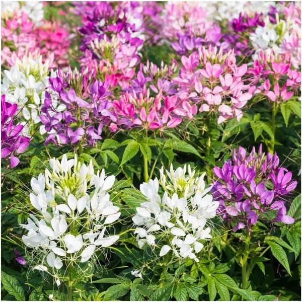 Cleome Seeds For Planting, Spider Mixture (Cleome hassleriana)