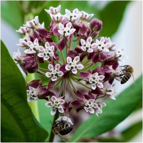 PINK COMMON MILKWEED SEEDS FOR PLANTING