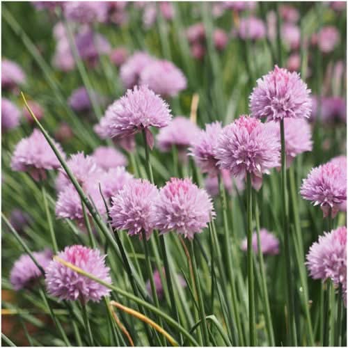 Common Chives Herb Seeds For Planting (Allium schoenoprasum)