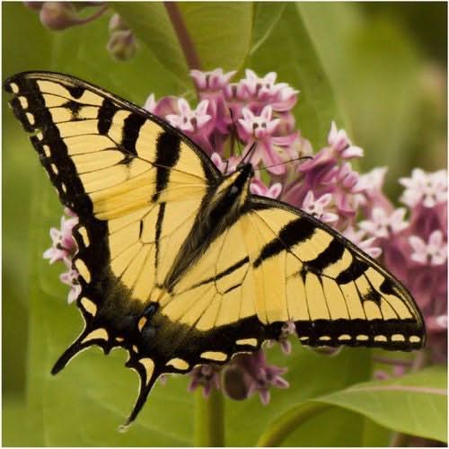 Common Milkweed Seeds For Planting (Asclepias syriaca)