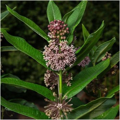 Common Milkweed Seeds For Planting (Asclepias syriaca)