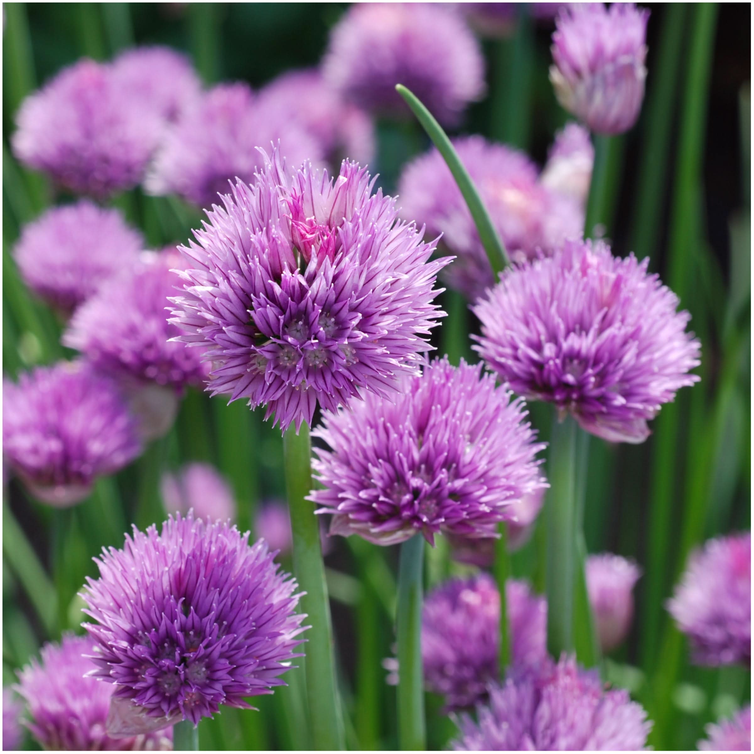 Seed Needs Chives Seed - Thumbnail 2