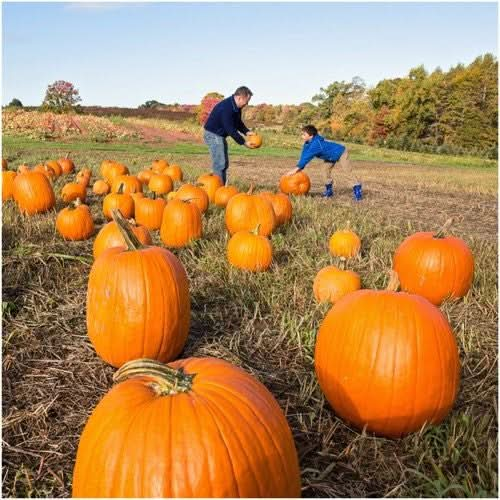 Connecticut Field Pumpkin