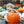 Connecticut Field Pumpkin