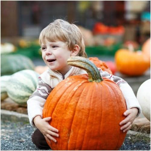 Connecticut Field Pumpkin