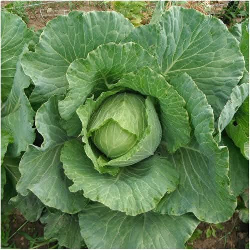 Copenhagen Market Cabbage Seeds For Planting (Brassica oleracea)