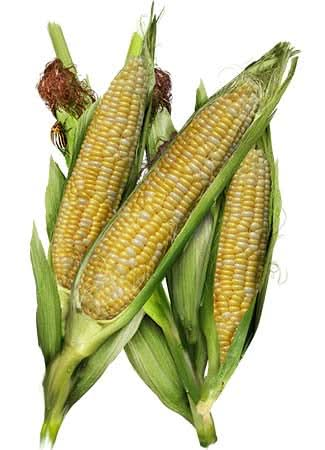 Butter & Sugar Corn Seeds