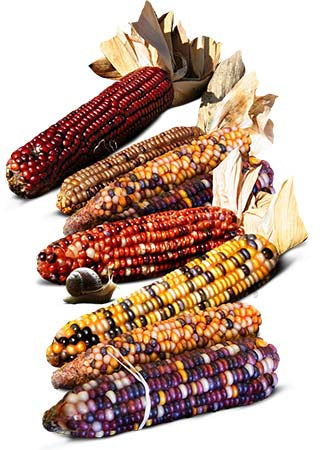 Ornamental Corn Seeds For Planting, Carousel Mixture (Zea mays)