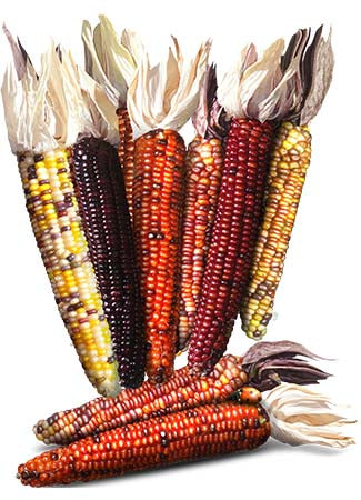 Indian Corn Seeds For Planting, Ornamental Mixture (Zea mays)