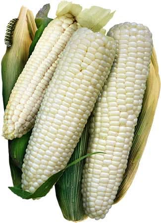 Silver Queen Corn Seeds For Planting (Zea mays)
