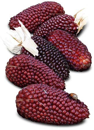 Strawberry Corn Seeds For Planting, Popping Corn (Zea mays)