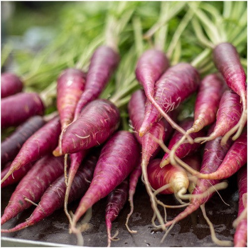 Cosmic Purple Carrot Seeds For Planting (Daucus carota)