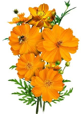 Burning Passion Cosmos Seeds For Planting (Cosmos sulphureus)