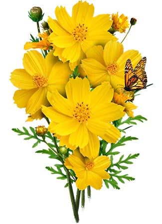 Burning Sun Cosmos Seeds For Planting (Cosmos sulphureus)