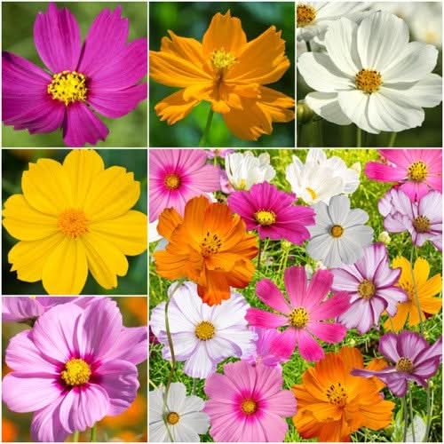 Crazy Blend Cosmos Seeds For Planting