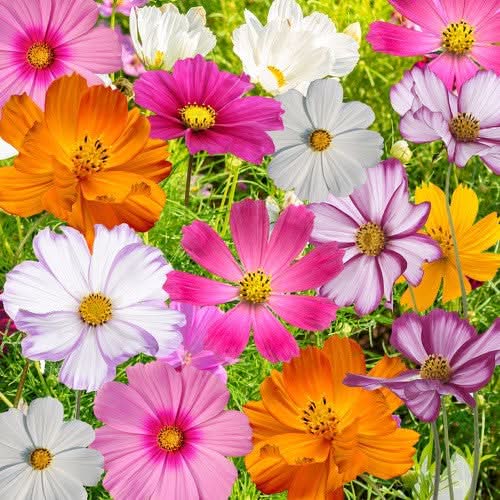 Crazy Blend Cosmos Seeds For Planting