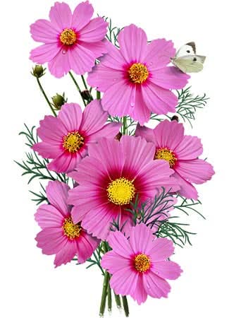 Gloria Cosmos Seeds For Planting (Cosmos bipinnatus)