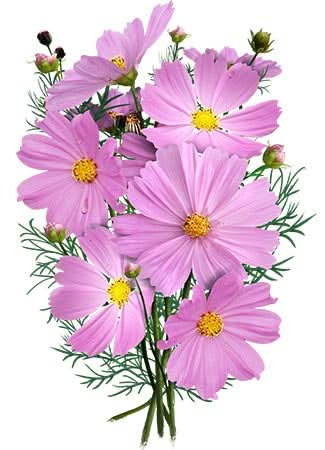 Pinkie Cosmos Seeds For Planting (Cosmos bipinnatus)